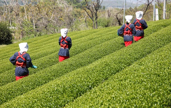 Japanese tea picker — Stock Photo, Image