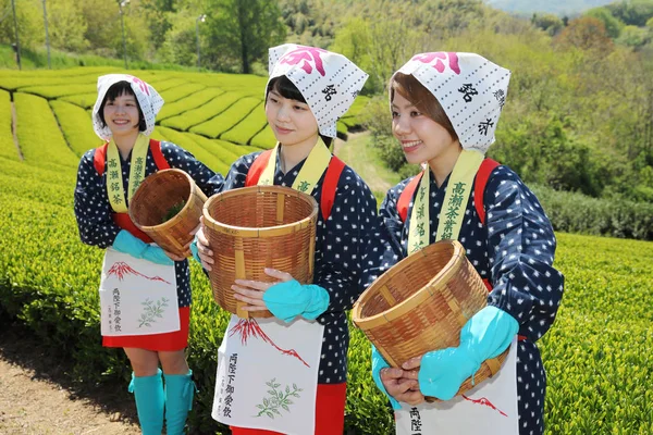 Japanese tea picker — Stock Photo, Image