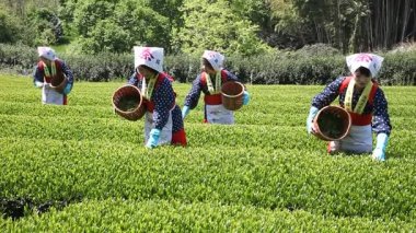 Japon kadın hasat çay yaprakları 