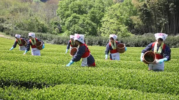 Mujer japonesa cosechando hojas de té — Vídeo de stock