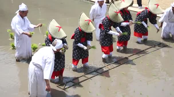 Japonés jóvenes niñas plantas en un arroz paddy — Vídeos de Stock