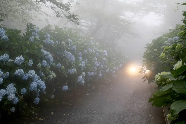 Туманная дорога с цветами гортензии — стоковое фото
