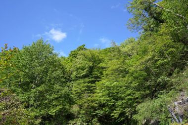 Yeşil dağ orman açık mavi gökyüzü karşı