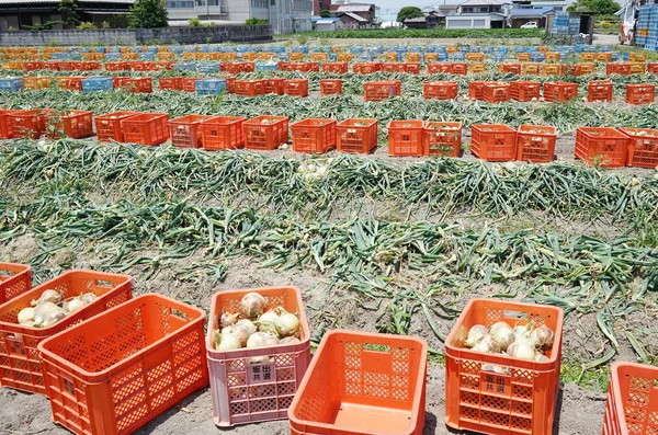 Bulbos de cebollas cosechadas maduras — Foto de Stock
