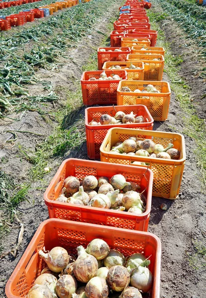 Ripe harvested onions bulbs — Stock Photo, Image