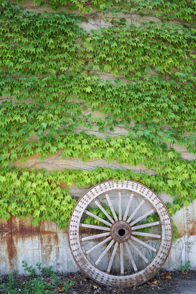 Antique wood cart wheel with green leaves — Stock Photo, Image