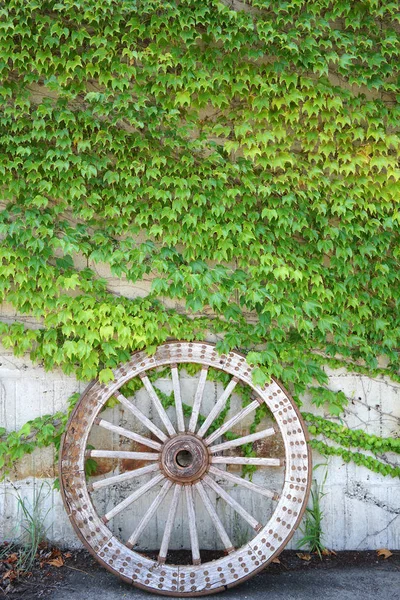 Antique wood cart wheel with green leaves — Stock Photo, Image