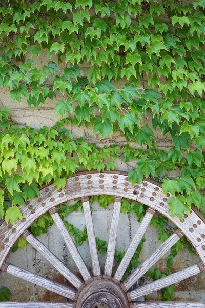 Weathered wood cart wheel with vine leaves — Stock Photo, Image