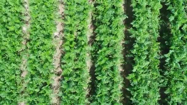 Vista aérea do campo de plantação — Vídeo de Stock
