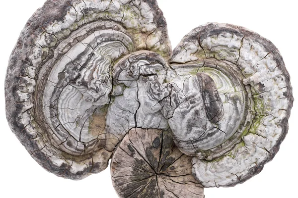 ツリガネタケ属 Fomentarius 成長する木材 白い背景で隔離 — ストック写真