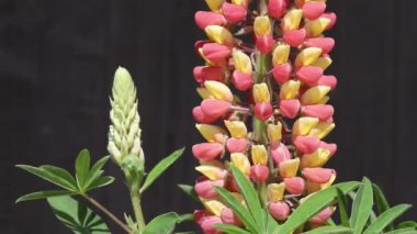 Çok yıllık acı bakla stand içinde güneşli, karanlık bir arka plan karşı uzun boylu 