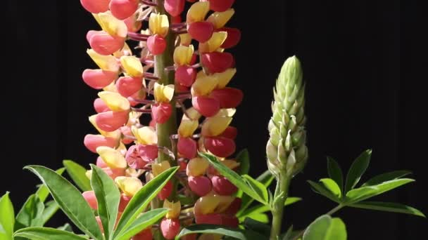 Lupinen Stehen Hoch Einem Sonnigen Dunklen Hintergrund — Stockvideo