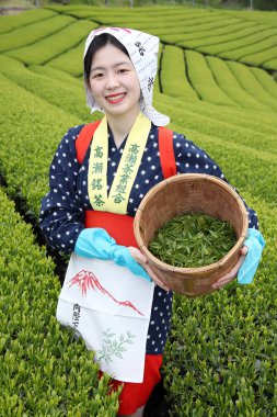 Kagawa, Japonya - 17 Nisan 2018: Yeşil çay yaprakları çay Ekim tarım arazileri üzerinde 17 Nisan 2018 hasat geleneksel giyim kimono genç Japon kadınla Mitoyo Kagawa, Japonya.