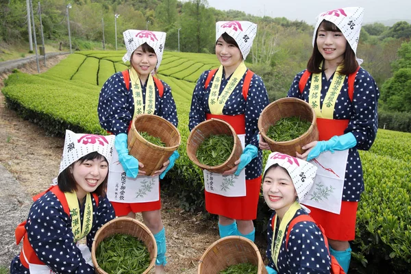 2018 香川県 2018 日の紅茶プランテーションの農地の緑の茶葉を収穫する伝統的な服着物で若い日本人女性香川県三豊 — ストック写真
