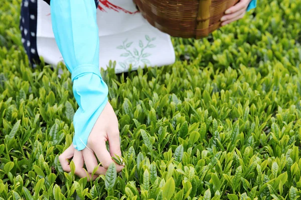 伝統的な服着物緑の茶を収穫と日本の若い女性の紅茶プランテーションの農地の葉します — ストック写真