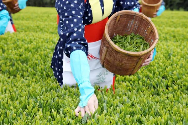 穿着传统服装和服的年轻日本妇女在茶园农田上采摘绿茶叶 — 图库照片