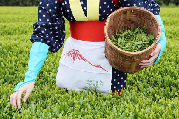 穿着传统服装和服的年轻日本妇女在茶园农田上采摘绿茶叶 — 图库照片