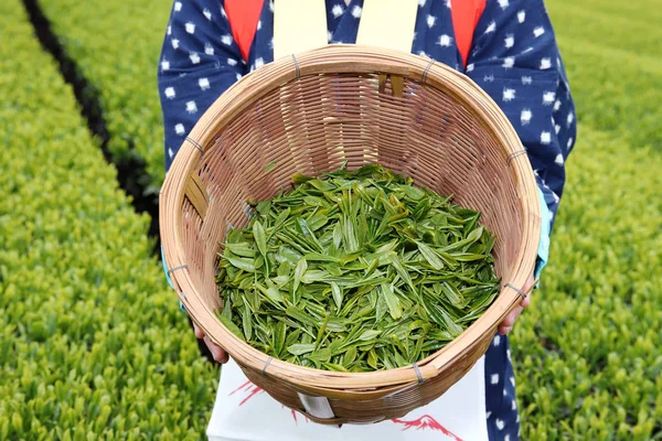 Молодих Японські Жінки Традиційного Одягу Кімоно Збирання Зеленого Чаю Листя — стокове фото
