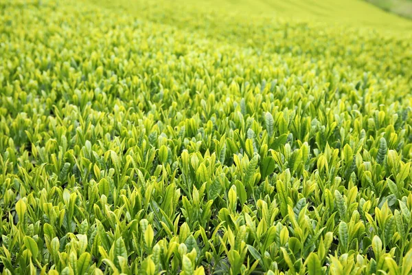 Schöne Frische Japanische Grünteeplantage Aus Nächster Nähe — Stockfoto