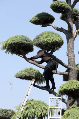 Japanese professional gardener pruning a cedar tree with ladder clipart