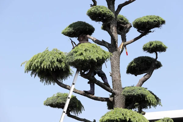 日本专业园丁用梯子修剪雪松树 — 图库照片
