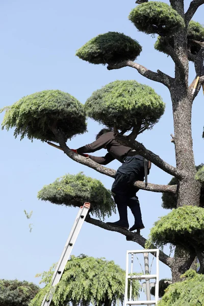 日本专业园丁用梯子修剪雪松树 — 图库照片