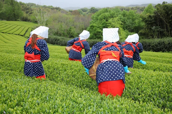 Japanse Vrouwen Oogsten Theeblaadjes Landbouwgrond Van Thee Plantage — Stockfoto
