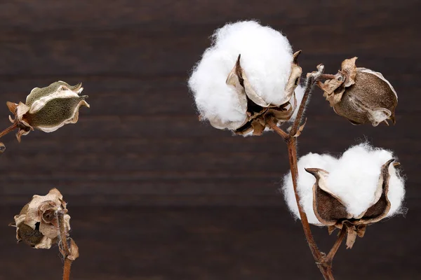 Ramo Pianta Cotone Sfondo Legno Scuro — Foto Stock