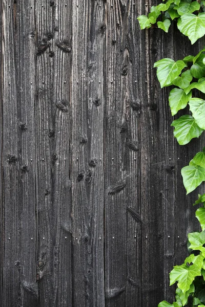 Old Black Wooden Wall Green Leaves Vines Background — Stock Photo, Image