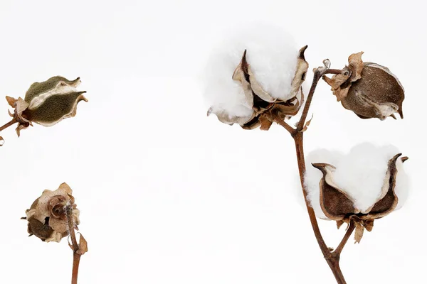 Ветвь Хлопкового Растения Белом Фоне — стоковое фото