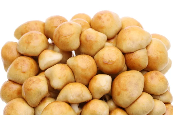 Japanse Verse Nameko Paddestoel Witte Achtergrond — Stockfoto