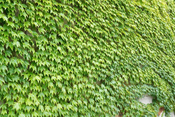 Břečťan Zelené Listy Rostoucí Pozadí Zdi — Stock fotografie
