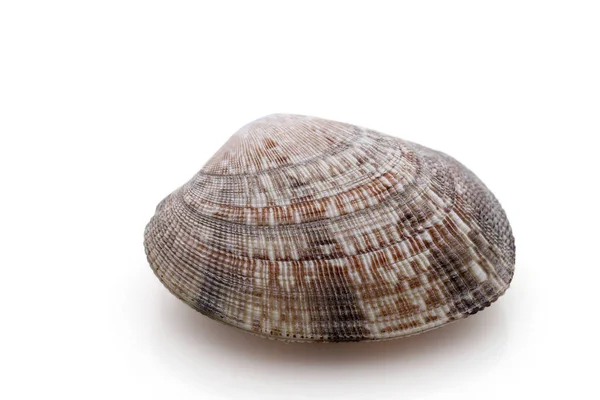 Крупный План Японских Моллюсков Асари Белом Фоне — стоковое фото