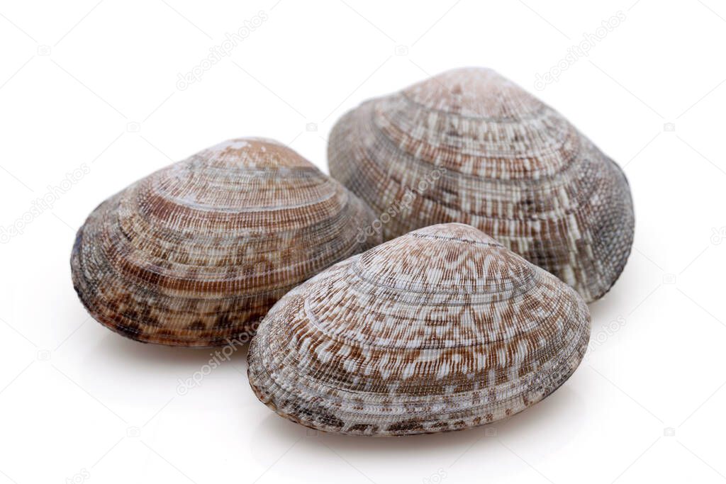 Close up of Japanese asari clams on white background  