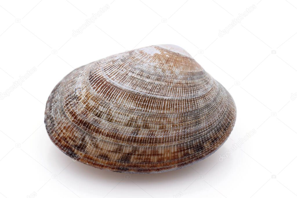 Close up of Japanese asari clams on white background 