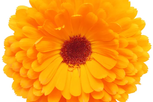 白地に孤立したカレンデュラまたはポットマリーゴールドの花 トップビュー — ストック写真