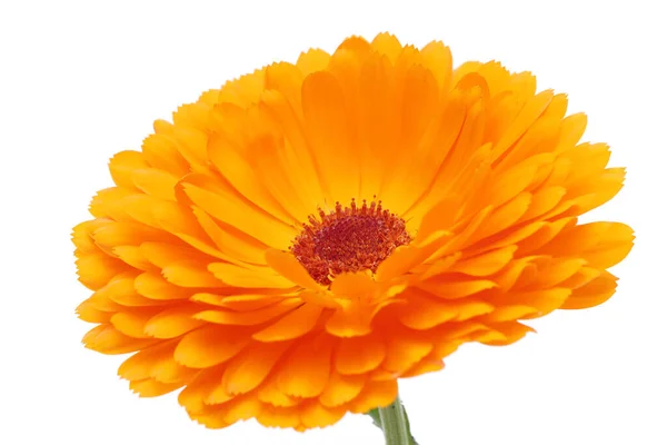 Calendula Fiore Calendula Isolato Sfondo Bianco Primo Piano — Foto Stock