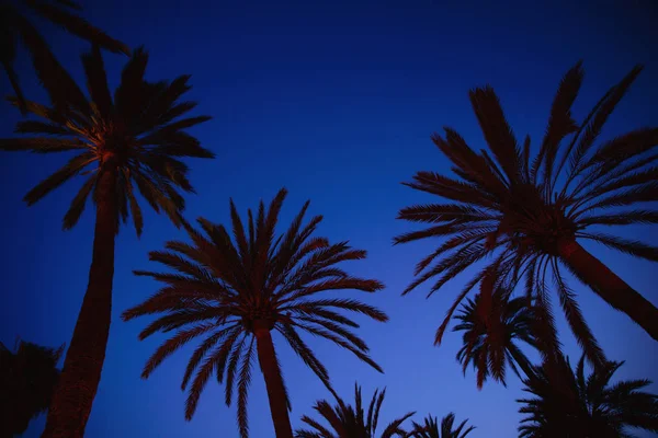 Ночные пальмы — стоковое фото