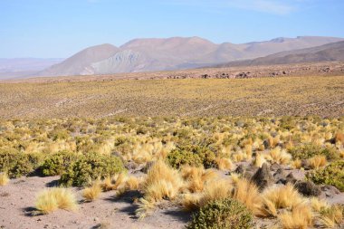 Peyzaj ve Şili'deki Atacama Çölü gölde tuz daireler