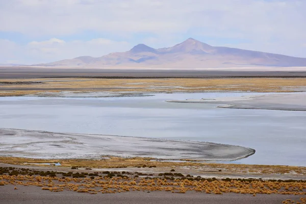 Landschap, bergen, natuur en planten in de Atacama woestijn, Chile — Stockfoto
