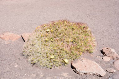 Manzara, dağlar, doğa ve bitki Atacama Çölü, Şili