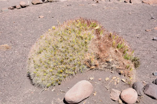 Táj, a hegyek, a természet és a növények, az Atacama-sivatagban, Chile — Stock Fotó