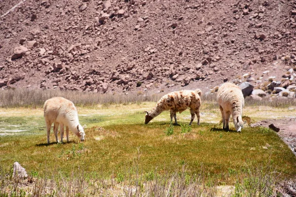 チリのアタカマ砂漠でラマ動物 — ストック写真 © 134723538