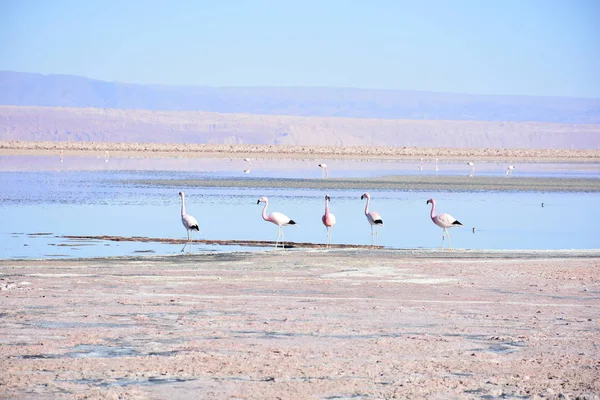 Dağlar ve lagün Atacama Çölü, Şili'deki manzara