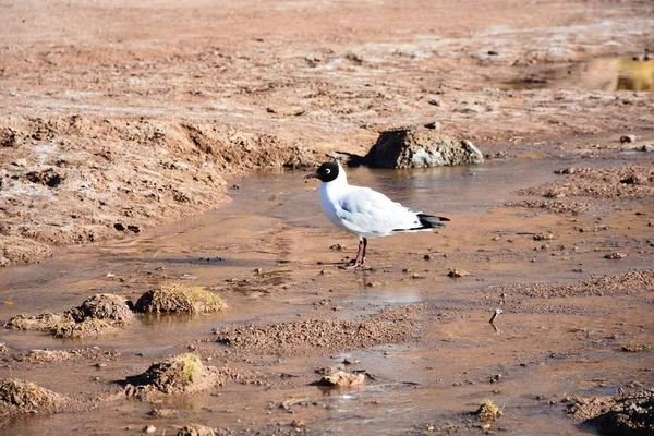 Oiseaux sauvages dans le désert d'Atacama Chili — Photo