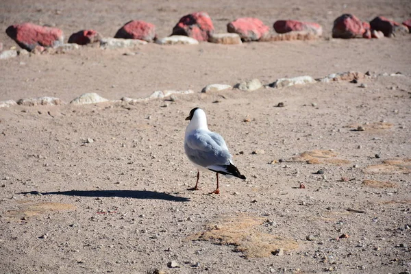 Oiseaux sauvages dans le désert d'Atacama Chili — Photo