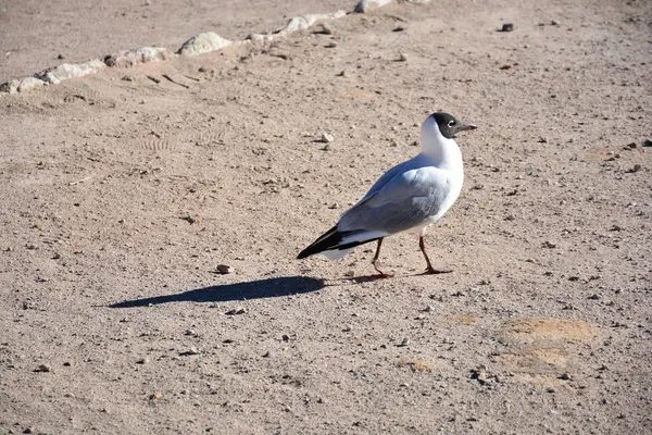 Aves selvagens no deserto do Atacama Chile — Fotografia de Stock