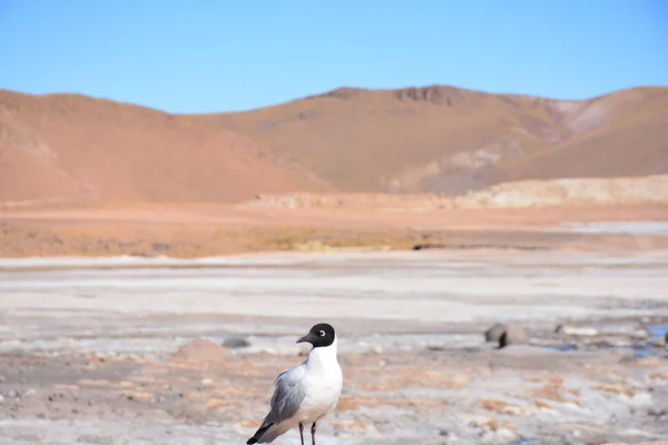 Vilda fåglar i Atacamaöknen Chile — Stockfoto