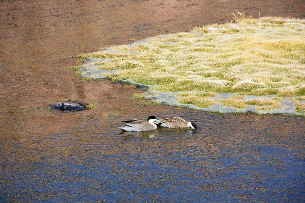 Wildvögel in der Atacama-Wüste Chile — Stockfoto