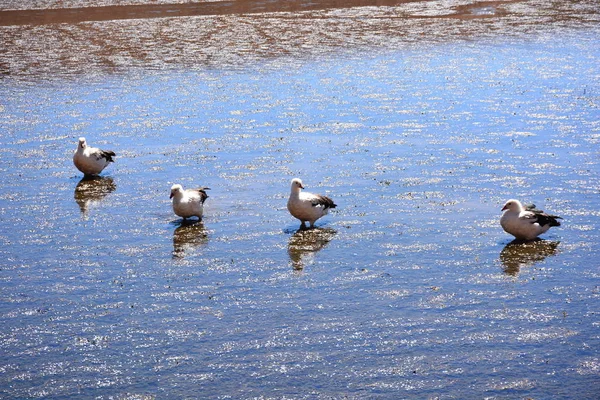 Vadon élő madarak, a Chilei Atacama-sivatag — Stock Fotó